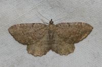 Philereme vetulata