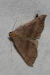 Hypena proboscidalis
