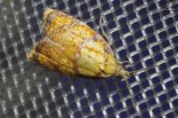 Acleris bergmanniana