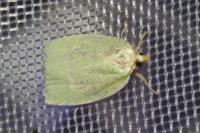 Tortrix viridana