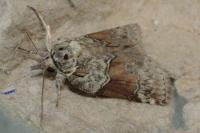 Nycteola siculana