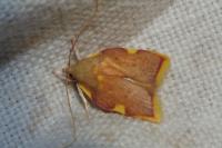 Carcina quercana