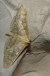 Patania ruralis