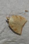 Aleimma loeflingiana