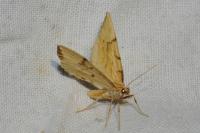 Gandaritis pyraliata