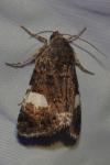 Tyta luctuosa