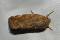 Cosmia affinis