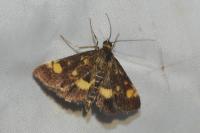 Pyrausta aurata