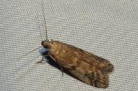 Ephestia elutella/woodiella