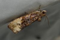 Hedya nubiferana