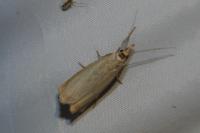 Chrysoteuchia culmella