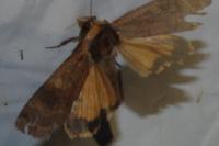 Noctua pronuba