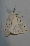 Spilosoma lubricipeda