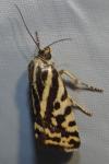 Emmelia trabealis
