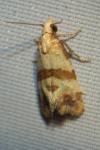 Phalonidia contractana