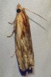 Eucosma cana