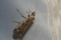 Phycitodes