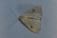 Rivula sericealis