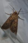 Agrotis exclamationis