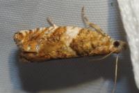 Epinotia abbreviana