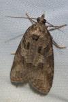Cnephasia