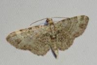 Pasiphila rectangulata