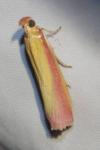 Oncocera semirubella