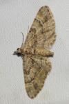 Gymnoscelis rufifasciata