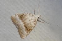 Meganola albula
