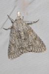Acronicta aceris