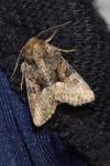 Oligia latruncula/strigilis/versicolor
