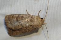 Hoplodrina octogenaria
