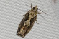 Zeiraphera isertana