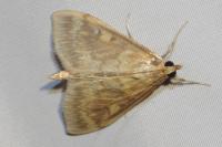 Ostrinia nubilalis/scapulalis