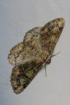 Cleorodes lichenaria