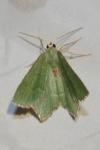 Hemithea aestivaria