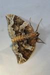 Eulithis prunata
