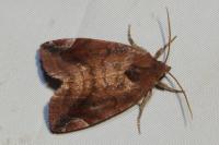 Cosmia pyralina