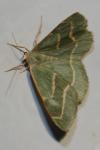 Hylaea fasciaria