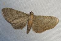 Eupithecia haworthiata