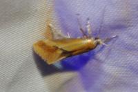 Batia lunaris
