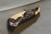 Monopis monachella