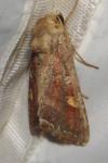 Lacanobia oleracea