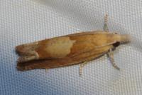 Eucosma conterminana