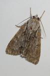 Acronicta psi