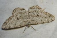 Hypomecis roboraria