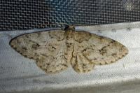 Ectropis crepuscularia