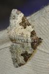 Xanthorhoe fluctuata