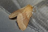 Malacosoma neustria
