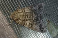 Acronicta megacephala